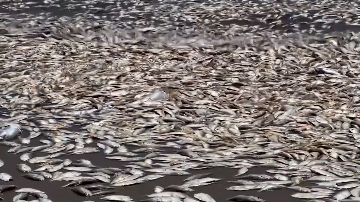 Texaské pobřeží zaplavily desítky tisíc uhynulých ryb